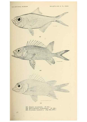 Reproducción/Reproduction 7983375008: The fishes of North and Middle America :. Washington :Smithsonian Institution, United States National Museum,1896-1900.
