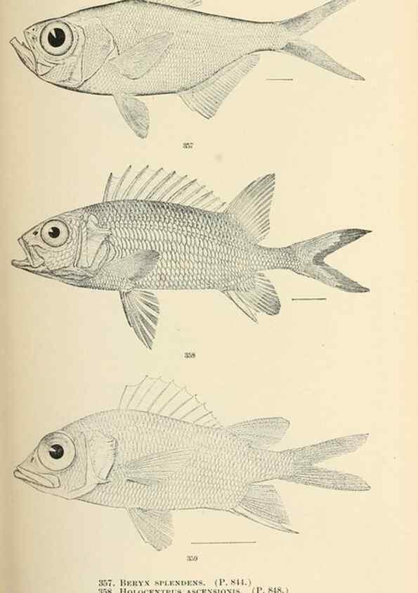 Reproducción/Reproduction 7983375008: The fishes of North and Middle America :. Washington :Smithsonian Institution, United States National Museum,1896-1900.