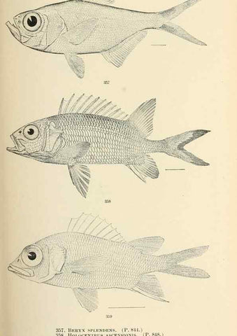 Reproducción/Reproduction 7983375008: The fishes of North and Middle America :. Washington :Smithsonian Institution, United States National Museum,1896-1900.