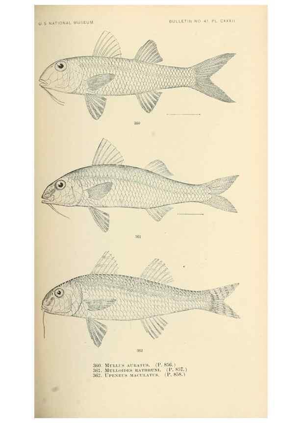 Reproducción/Reproduction 7983375702: The fishes of North and Middle America :. Washington :Smithsonian Institution, United States National Museum,1896-1900.