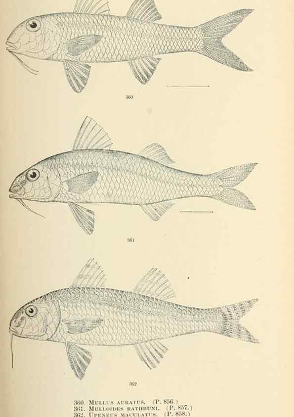 Reproducción/Reproduction 7983375702: The fishes of North and Middle America :. Washington :Smithsonian Institution, United States National Museum,1896-1900.