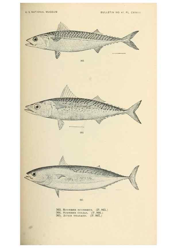 Reproducción/Reproduction 7983371831: The fishes of North and Middle America :. Washington :Smithsonian Institution, United States National Museum,1896-1900.