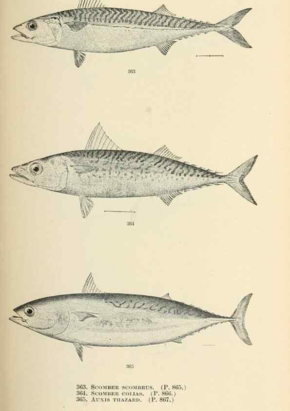 Reproducción/Reproduction 7983371831: The fishes of North and Middle America :. Washington :Smithsonian Institution, United States National Museum,1896-1900.