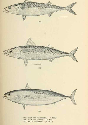 Reproducción/Reproduction 7983371831: The fishes of North and Middle America :. Washington :Smithsonian Institution, United States National Museum,1896-1900.