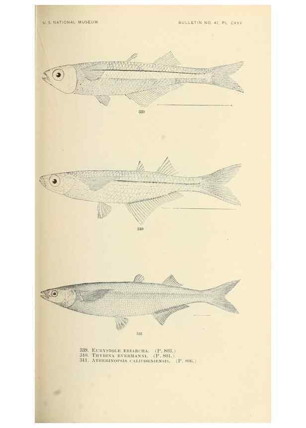 Reproducción/Reproduction 7983371376: The fishes of North and Middle America :. Washington :Smithsonian Institution, United States National Museum,1896-1900.