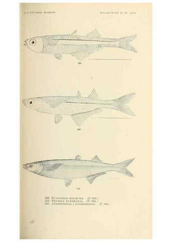 Reproducción/Reproduction 7983371376: The fishes of North and Middle America :. Washington :Smithsonian Institution, United States National Museum,1896-1900.