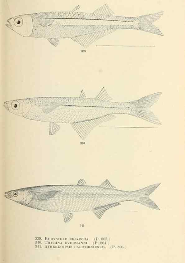 Reproducción/Reproduction 7983371376: The fishes of North and Middle America :. Washington :Smithsonian Institution, United States National Museum,1896-1900.