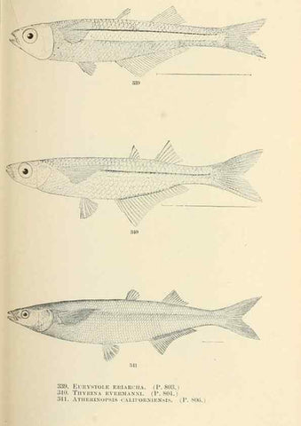 Reproducción/Reproduction 7983371376: The fishes of North and Middle America :. Washington :Smithsonian Institution, United States National Museum,1896-1900.