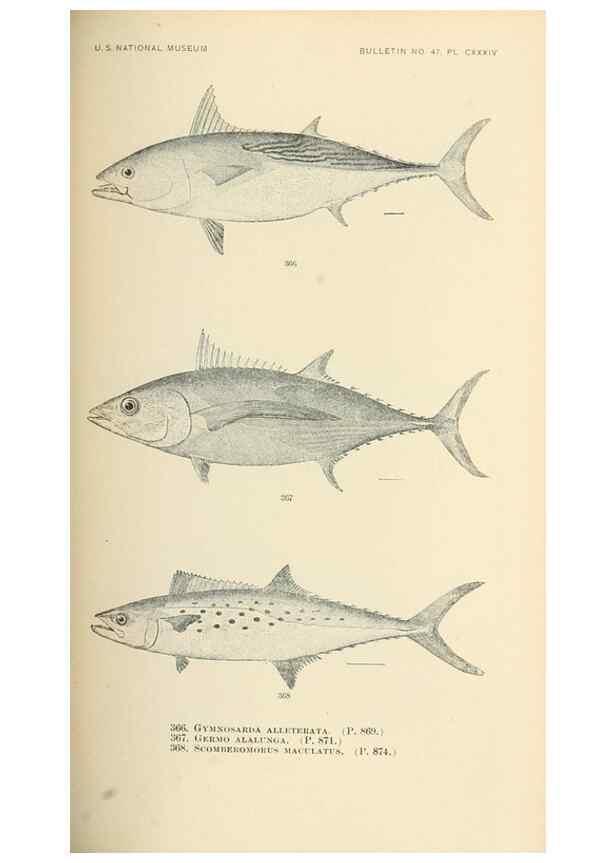 Reproducción/Reproduction 7983376960: The fishes of North and Middle America :. Washington :Smithsonian Institution, United States National Museum,1896-1900.