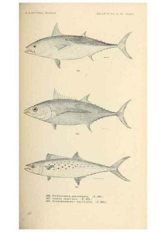 Reproducción/Reproduction 7983376960: The fishes of North and Middle America :. Washington :Smithsonian Institution, United States National Museum,1896-1900.