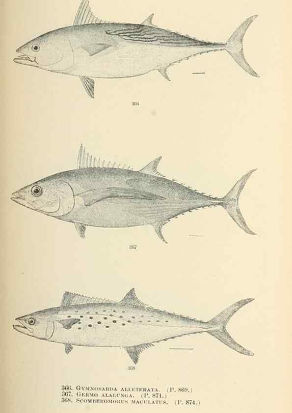Reproducción/Reproduction 7983376960: The fishes of North and Middle America :. Washington :Smithsonian Institution, United States National Museum,1896-1900.