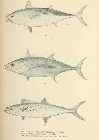 Reproducción/Reproduction 7983376960: The fishes of North and Middle America :. Washington :Smithsonian Institution, United States National Museum,1896-1900.