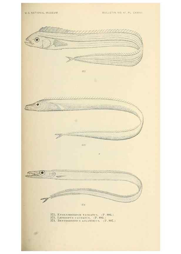 Reproducción/Reproduction 7983373413: The fishes of North and Middle America :. Washington :Smithsonian Institution, United States National Museum,1896-1900.