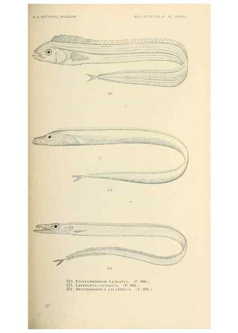 Reproducción/Reproduction 7983373413: The fishes of North and Middle America :. Washington :Smithsonian Institution, United States National Museum,1896-1900.
