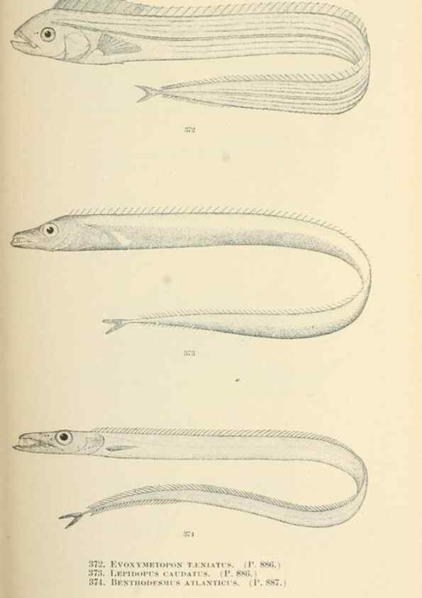 Reproducción/Reproduction 7983373413: The fishes of North and Middle America :. Washington :Smithsonian Institution, United States National Museum,1896-1900.