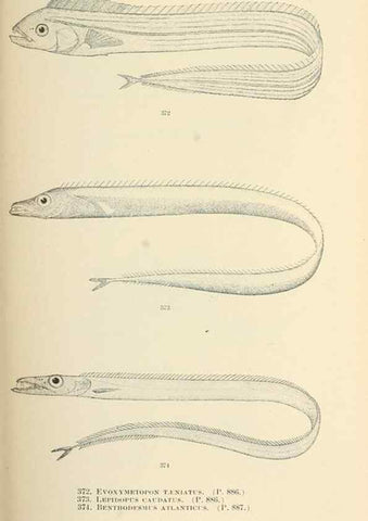 Reproducción/Reproduction 7983373413: The fishes of North and Middle America :. Washington :Smithsonian Institution, United States National Museum,1896-1900.