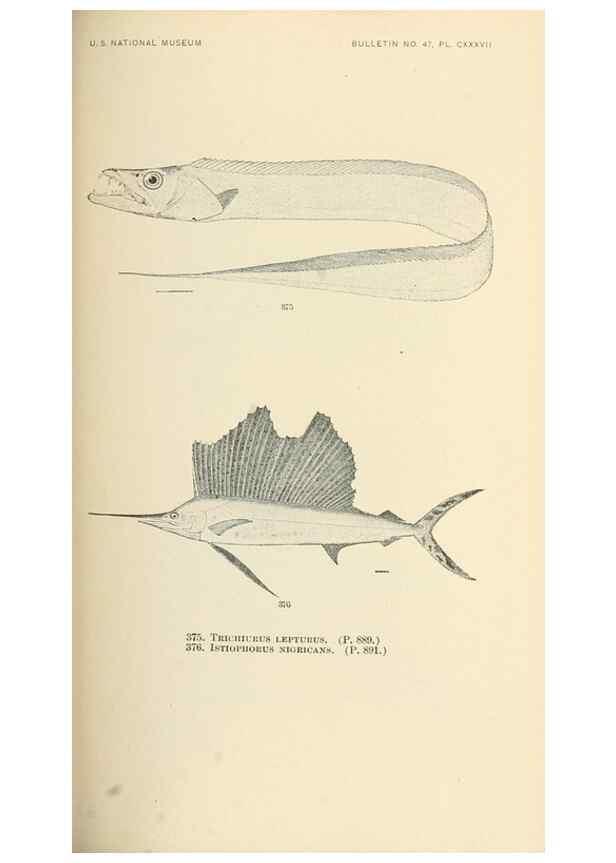 Reproducción/Reproduction 7983374015: The fishes of North and Middle America :. Washington :Smithsonian Institution, United States National Museum,1896-1900.