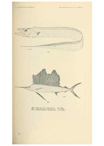Reproducción/Reproduction 7983374015: The fishes of North and Middle America :. Washington :Smithsonian Institution, United States National Museum,1896-1900.