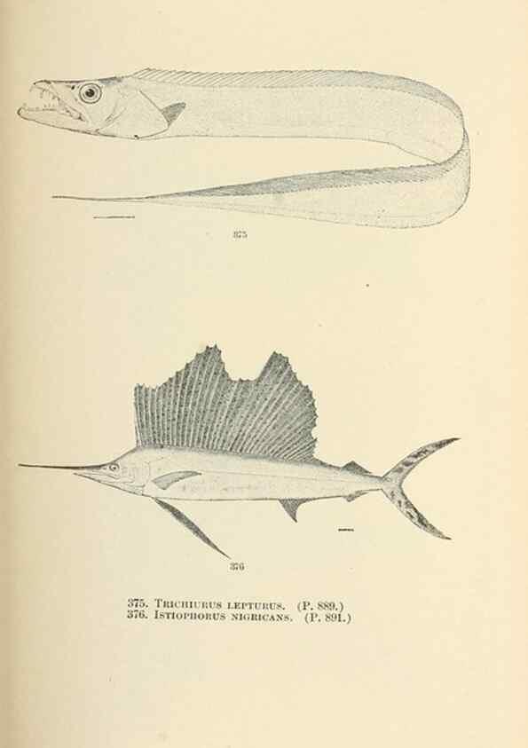 Reproducción/Reproduction 7983374015: The fishes of North and Middle America :. Washington :Smithsonian Institution, United States National Museum,1896-1900.