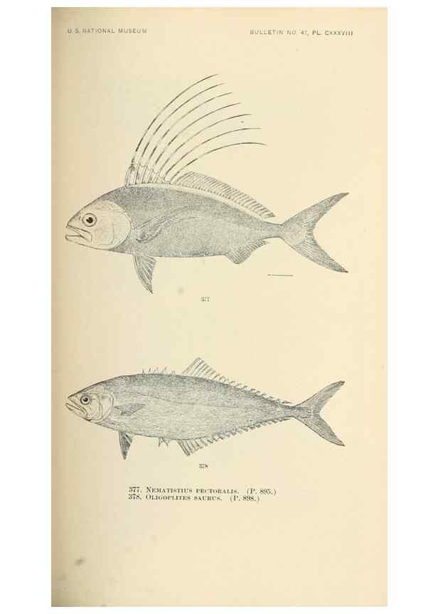 Reproducción/Reproduction 7983374653: The fishes of North and Middle America :. Washington :Smithsonian Institution, United States National Museum,1896-1900.