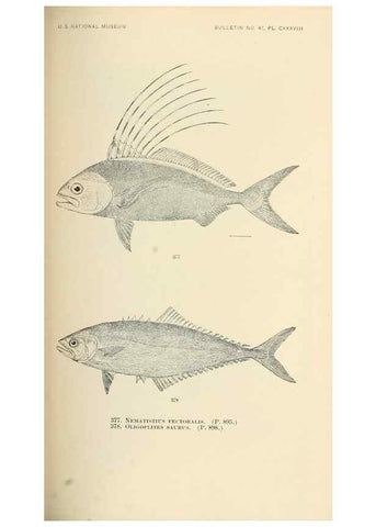 Reproducción/Reproduction 7983374653: The fishes of North and Middle America :. Washington :Smithsonian Institution, United States National Museum,1896-1900.