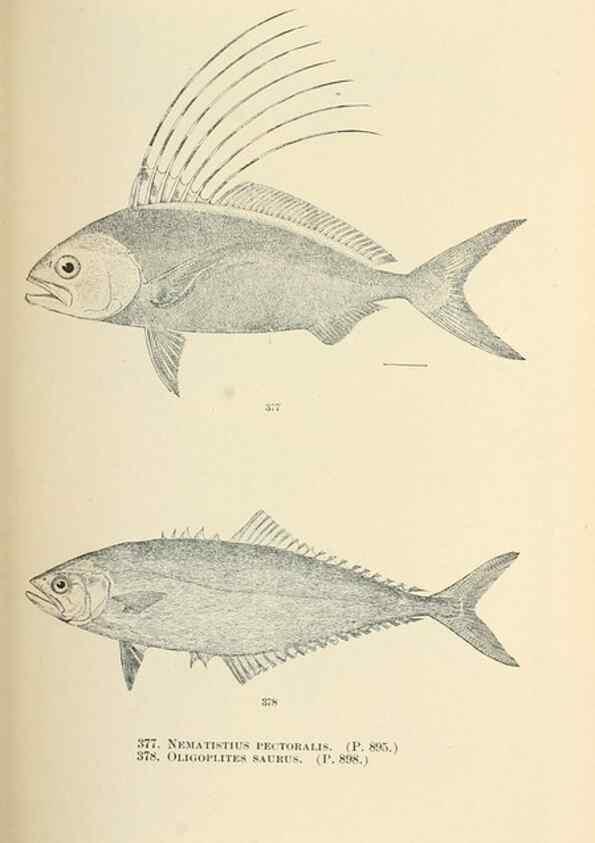 Reproducción/Reproduction 7983374653: The fishes of North and Middle America :. Washington :Smithsonian Institution, United States National Museum,1896-1900.