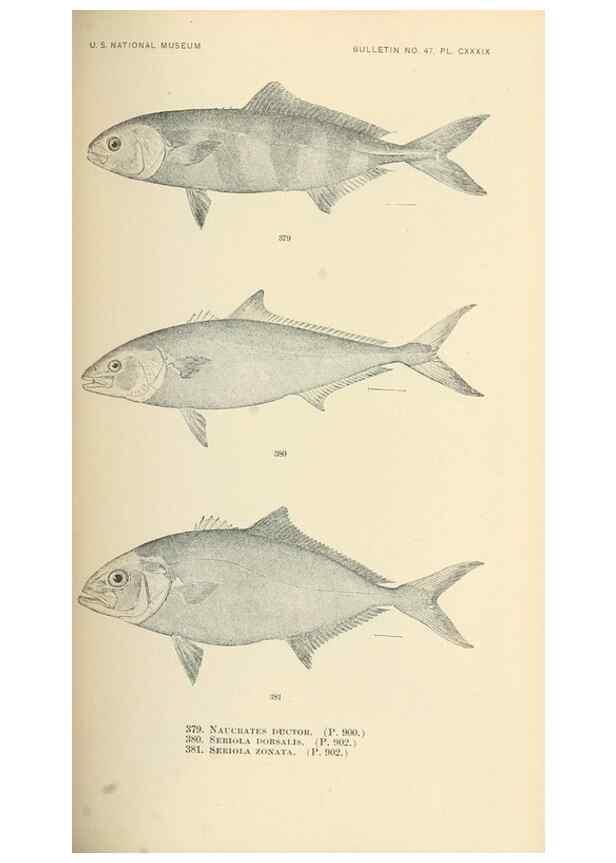 Reproducción/Reproduction 7983375337: The fishes of North and Middle America :. Washington :Smithsonian Institution, United States National Museum,1896-1900.