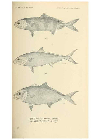Reproducción/Reproduction 7983375337: The fishes of North and Middle America :. Washington :Smithsonian Institution, United States National Museum,1896-1900.