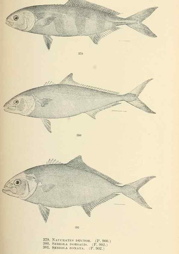 Reproducción/Reproduction 7983375337: The fishes of North and Middle America :. Washington :Smithsonian Institution, United States National Museum,1896-1900.