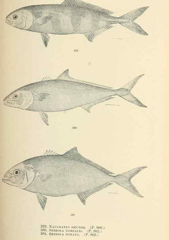 Reproducción/Reproduction 7983375337: The fishes of North and Middle America :. Washington :Smithsonian Institution, United States National Museum,1896-1900.