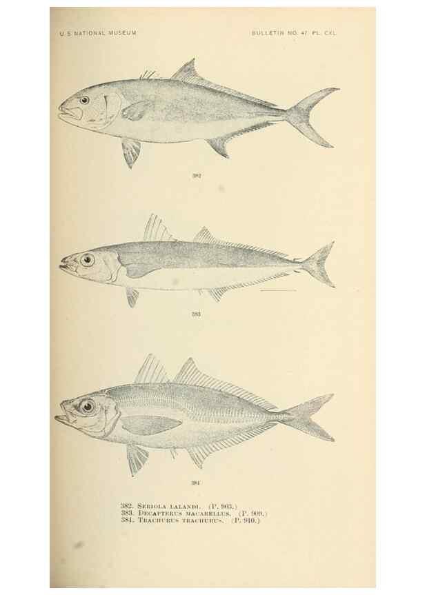 Reproducción/Reproduction 7983380738: The fishes of North and Middle America :. Washington :Smithsonian Institution, United States National Museum,1896-1900.
