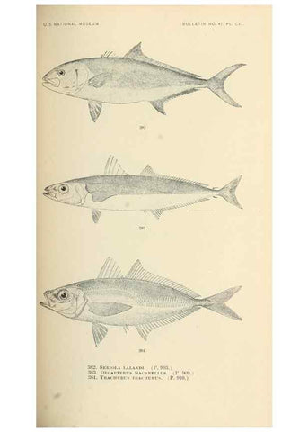 Reproducción/Reproduction 7983380738: The fishes of North and Middle America :. Washington :Smithsonian Institution, United States National Museum,1896-1900.
