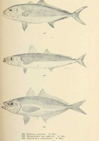 Reproducción/Reproduction 7983380738: The fishes of North and Middle America :. Washington :Smithsonian Institution, United States National Museum,1896-1900.