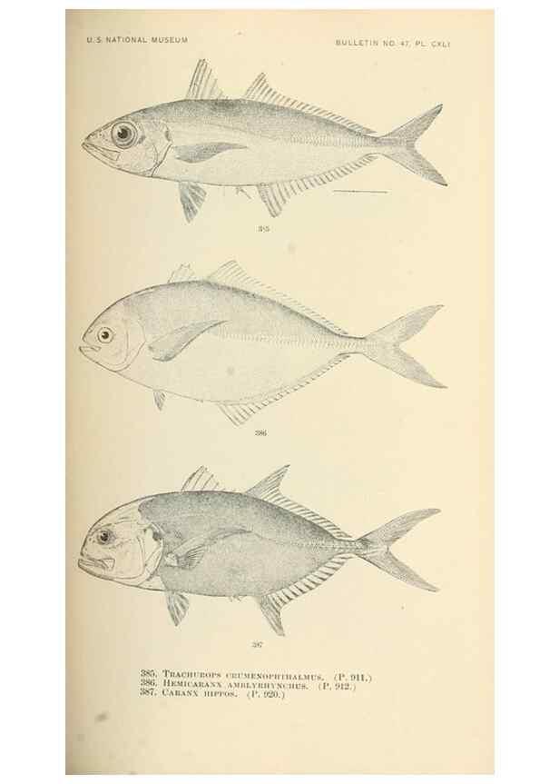 Reproducción/Reproduction 7983376895: The fishes of North and Middle America :. Washington :Smithsonian Institution, United States National Museum,1896-1900.