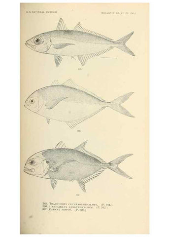 Reproducción/Reproduction 7983376895: The fishes of North and Middle America :. Washington :Smithsonian Institution, United States National Museum,1896-1900.
