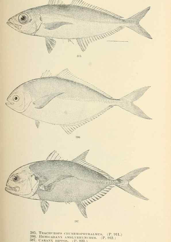 Reproducción/Reproduction 7983376895: The fishes of North and Middle America :. Washington :Smithsonian Institution, United States National Museum,1896-1900.