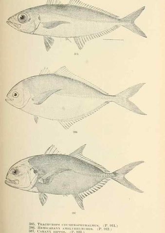 Reproducción/Reproduction 7983376895: The fishes of North and Middle America :. Washington :Smithsonian Institution, United States National Museum,1896-1900.