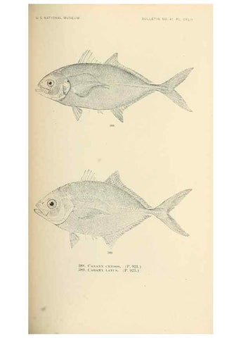 Reproducción/Reproduction 7983382280: The fishes of North and Middle America :. Washington :Smithsonian Institution, United States National Museum,1896-1900.