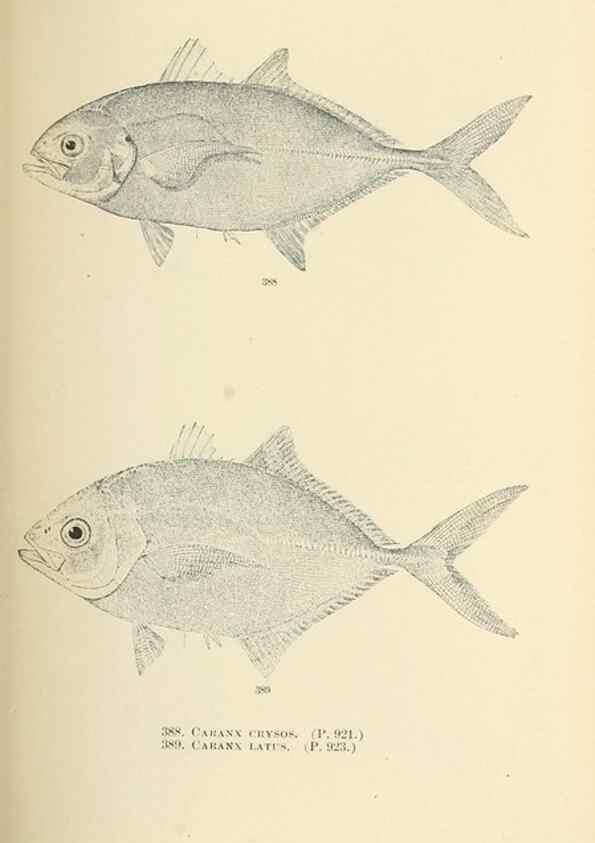 Reproducción/Reproduction 7983382280: The fishes of North and Middle America :. Washington :Smithsonian Institution, United States National Museum,1896-1900.