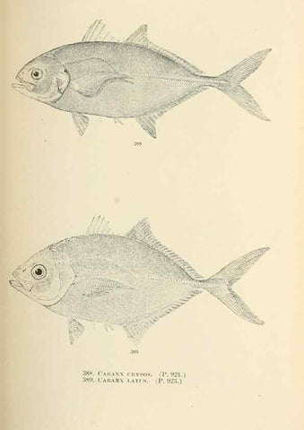 Reproducción/Reproduction 7983382280: The fishes of North and Middle America :. Washington :Smithsonian Institution, United States National Museum,1896-1900.