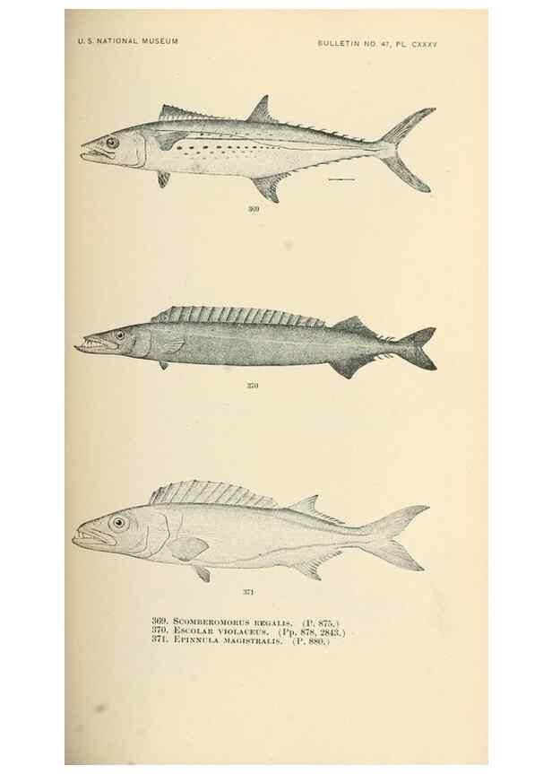 Reproducción/Reproduction 7983377542: The fishes of North and Middle America :. Washington :Smithsonian Institution, United States National Museum,1896-1900.