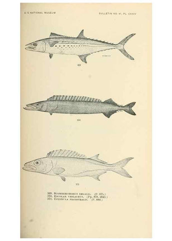 Reproducción/Reproduction 7983377542: The fishes of North and Middle America :. Washington :Smithsonian Institution, United States National Museum,1896-1900.