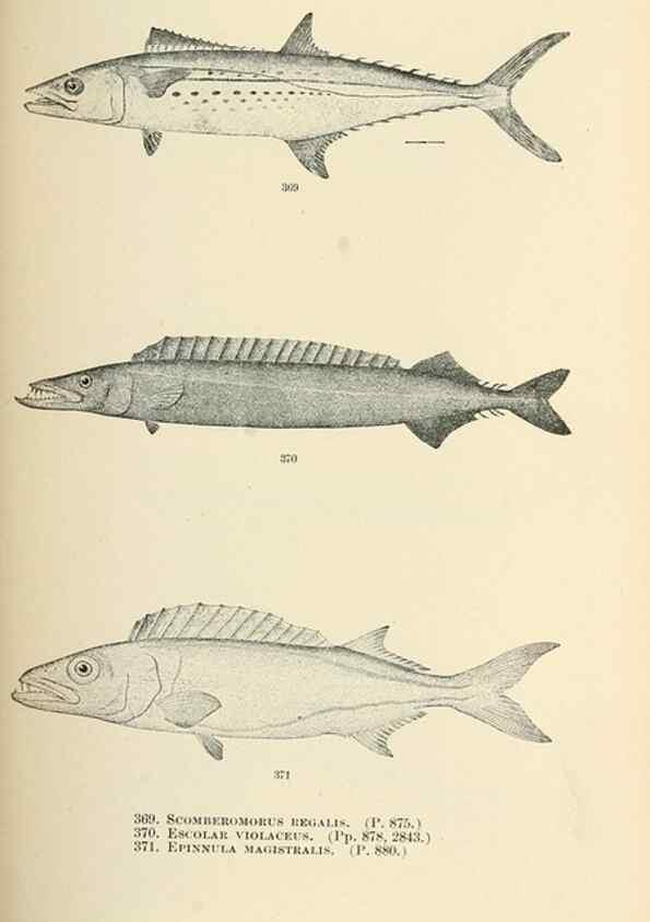Reproducción/Reproduction 7983377542: The fishes of North and Middle America :. Washington :Smithsonian Institution, United States National Museum,1896-1900.