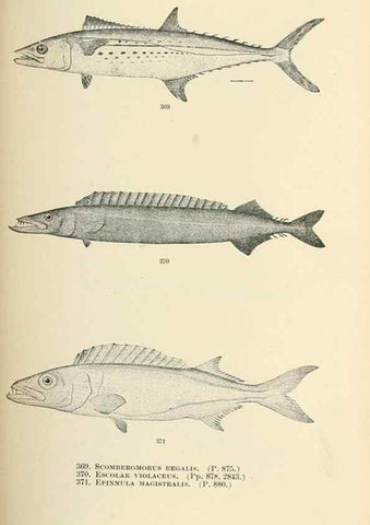 Reproducción/Reproduction 7983377542: The fishes of North and Middle America :. Washington :Smithsonian Institution, United States National Museum,1896-1900.