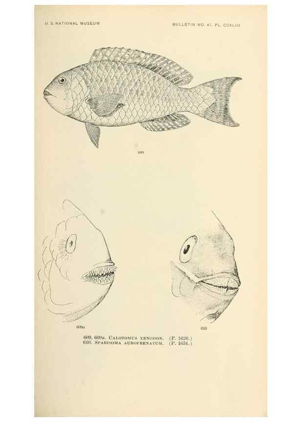 Reproducción/Reproduction 7983504390: The fishes of North and Middle America :. Washington :Smithsonian Institution, United States National Museum,1896-1900.