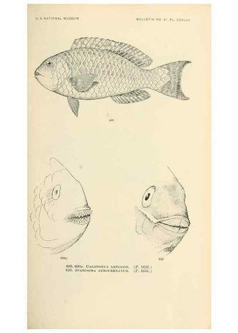 Reproducción/Reproduction 7983504390: The fishes of North and Middle America :. Washington :Smithsonian Institution, United States National Museum,1896-1900.