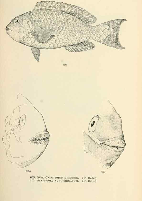Reproducción/Reproduction 7983504390: The fishes of North and Middle America :. Washington :Smithsonian Institution, United States National Museum,1896-1900.