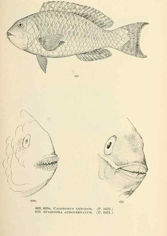 Reproducción/Reproduction 7983504390: The fishes of North and Middle America :. Washington :Smithsonian Institution, United States National Museum,1896-1900.