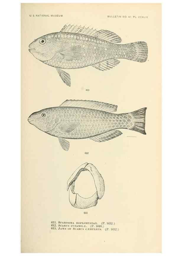 Reproducción/Reproduction 7983504984: The fishes of North and Middle America :. Washington :Smithsonian Institution, United States National Museum,1896-1900.