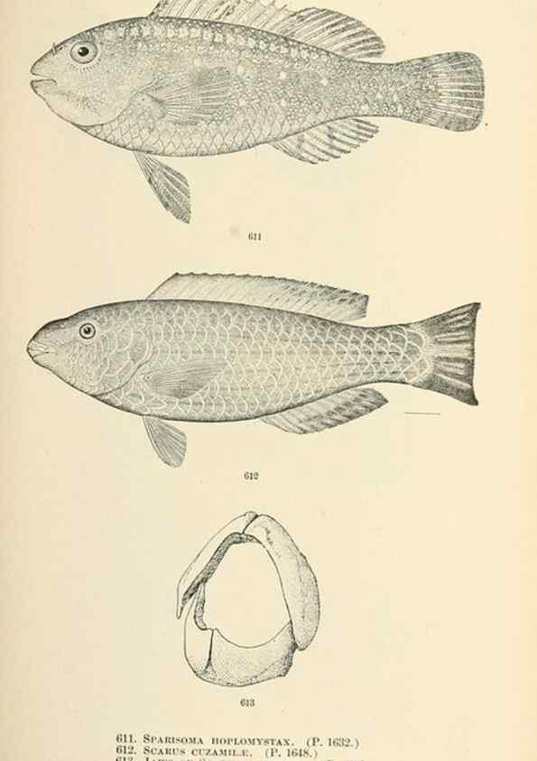 Reproducción/Reproduction 7983504984: The fishes of North and Middle America :. Washington :Smithsonian Institution, United States National Museum,1896-1900.